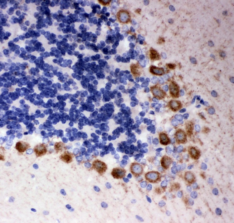 DISC1 antibody IHC-paraffin: Rat Cerebellum Tissue.