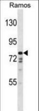DISC1 Antibody western blot of Ramos cell line lysates (35 ug/lane). The DISC1 antibody detected the DISC1 protein (arrow).