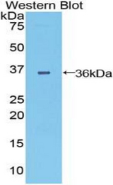 Western blot of recombinant DISPA / DISP1.