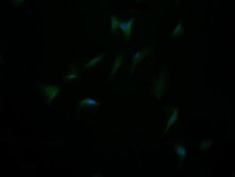 Immunofluorescent staining of HeLa cells using anti-DIXDC1 mouse monoclonal antibody.