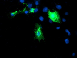 Anti-DIXDC1 mouse monoclonal antibody immunofluorescent staining of COS7 cells transiently transfected by pCMV6-ENTRY DIXDC1.