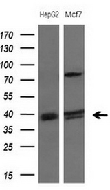 Western blot of extracts (10ug) from 2 different cell lines by using anti-PISD monoclonal antibody at 1:200 dilution.