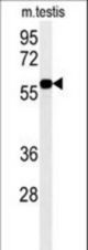 DKC1 Antibody western blot of mouse testis tissue lysates (35 ug/lane). The DKC1 antibody detected DKC1 protein (arrow).