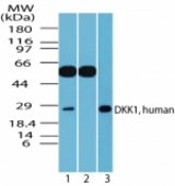 Western blot of human DKK1 in A549 cell lysate in the 1) absence and 2) presence of immunizing peptide, and 3) RAW using antibody at 1 ug/ml.