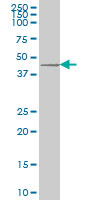 DKK1 monoclonal antibody (M11), clone 2A5 Western blot of DKK1 expression in U-2 OS.