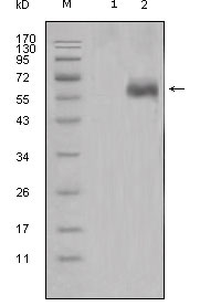 Western blot using DKK1 mouse monoclonal antibody against HEK293 (1) and DKK1-hIgGFc transfected HEK293 cell lysate (2).