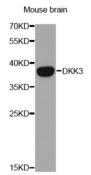Western blot analysis of extracts of mouse brain lines, using DKK3 antibody.