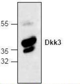 Western blot of DKK3 antibody LS-C147018.