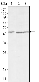 Western blot using DKK3 mouse monoclonal antibody against HEK293 (1), MCF-7 (2) and HL7702 (3) cell lysate.