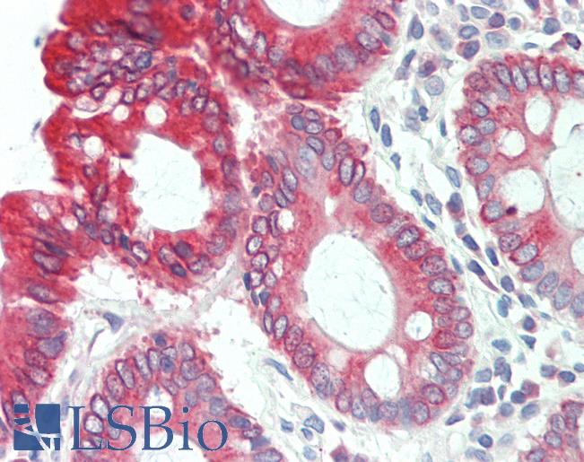Anti-CLDN8 / Claudin 8 antibody IHC staining of human colon. Immunohistochemistry of formalin-fixed, paraffin-embedded tissue after heat-induced antigen retrieval. Antibody LS-B11022 concentration 10 ug/ml.