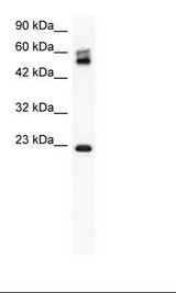 HepG2 Cell Lysate