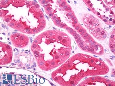 Anti-DKK4 antibody IHC of human kidney. Immunohistochemistry of formalin-fixed, paraffin-embedded tissue after heat-induced antigen retrieval. Antibody LS-B7774 dilution 10 ug/ml.
