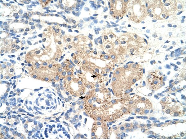 DLAT / PDC-E2 antibody LS-C31961 was used in IHC to stain formalin-fixed, paraffin-embedded human kidney.