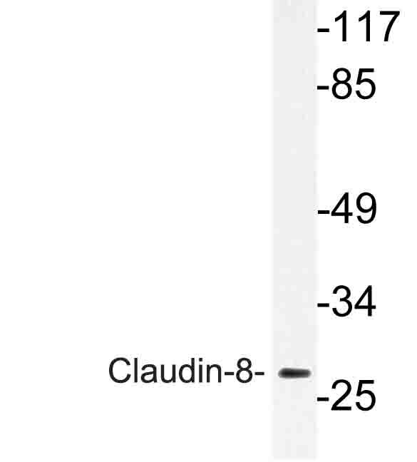 Western blot of Claudin-8 (I118) pAb in extracts from Jurkat cells.