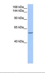 721_B cell lysate. Antibody concentration: 0.5 ug/ml. Gel concentration: 6%-18%.