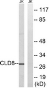 Western blot of extracts from Jurkat cells, using CLDN8 Antibody. The lane on the right is treated with the synthesized peptide.