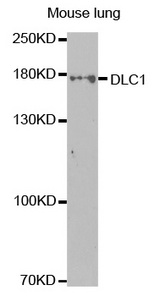 Western blot analysis of extracts of mouse lung cell lines, using DLC1 antibody.