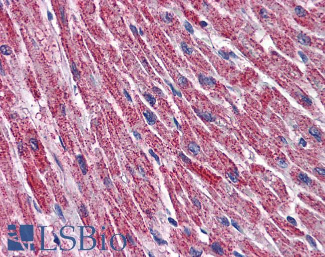 Anti-DLD / DLDH antibody IHC of human heart. Immunohistochemistry of formalin-fixed, paraffin-embedded tissue after heat-induced antigen retrieval. Antibody LS-B6078 concentration 5 ug/ml.