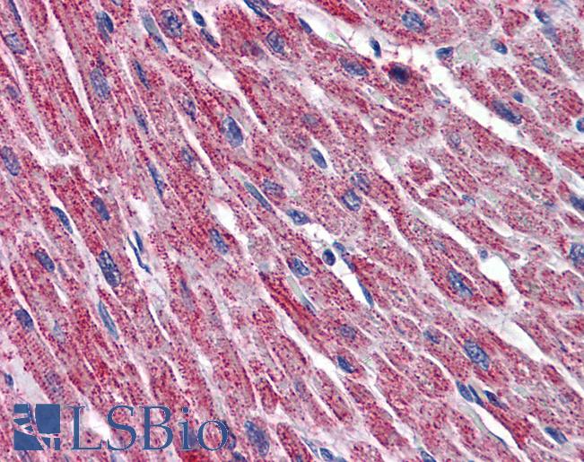 Anti-DLD / DLDH antibody IHC of human heart. Immunohistochemistry of formalin-fixed, paraffin-embedded tissue after heat-induced antigen retrieval. Antibody LS-B6076 concentration 5 ug/ml.