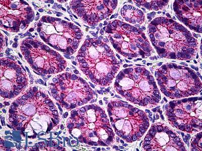 Anti-CLDN8 / Claudin 8 antibody IHC of rat colon. Immunohistochemistry of formalin-fixed, paraffin-embedded tissue after heat-induced antigen retrieval. Antibody LS-B5505 concentration 10 ug/ml.