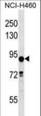 DLEC1 Antibody western blot of NCI-H460 cell line lysates (35 ug/lane). The DLEC1 antibody detected the DLEC1 protein (arrow).