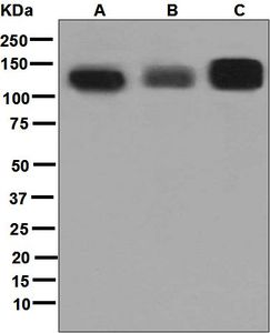 Western blot analysis on (A) SH-SY5Y, (B) HeLa, (C) 293T cell lysates using anti-SAP97 antibody.