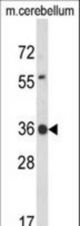 Western blot of CLDND1 Antibody in mouse cerebellum tissue lysates (35 ug/lane). CLDND1 (arrow) was detected using the purified antibody.