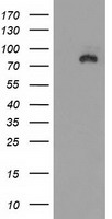 HEK293T cells were transfected with the pCMV6-ENTRY control (Left lane) or pCMV6-ENTRY DLG3 (Right lane) cDNA for 48 hrs and lysed. Equivalent amounts of cell lysates (5 ug per lane) were separated by SDS-PAGE and immunoblotted with anti-DLG3.