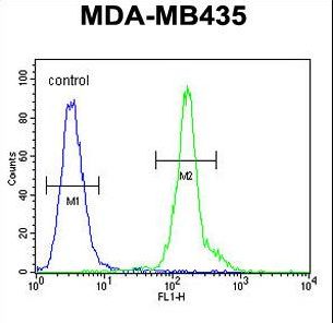CLEC10A Antibody flow cytometry of MDA-MB435 cells (right histogram) compared to a negative control cell (left histogram). FITC-conjugated goat-anti-rabbit secondary antibodies were used for the analysis.