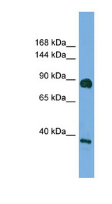 DLG4 / PSD95 antibody LS-B8203 Western blot of HT1080 cell lysate.