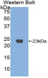 Western blot of recombinant CLEC10A / CD301.