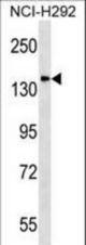 DLGAP4 Antibody western blot of NCI-H292 cell line lysates (35 ug/lane). The DLGAP4 antibody detected the DLGAP4 protein (arrow).
