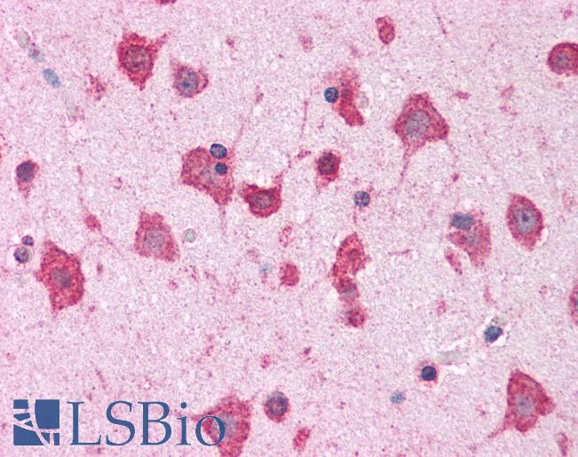 Anti-DLGAP4 antibody IHC of human brain, cortex. Immunohistochemistry of formalin-fixed, paraffin-embedded tissue after heat-induced antigen retrieval. Antibody LS-B4594 concentration 5 ug/ml.