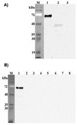 Western blot analysis of human Pref-1using anti-DLK1 (human), mAb (PF13-3) at 1: 2,000 dilution. A. . 1. Human Pref-1 Fc protein. 2. Transfected human Pref-1 full length cell lysate (HEK 293). 3. Mock Transfected HEK293 cell lysate. B. . 1. Human Pref-1 Fc protein. 2. Mouse Pref-1 Fc protein. 3. Human DNER Fc protein. 4. Human DLL1 Fc protein. 5. Human DLL3 Fc protein. 6. Human DLL4 Fc protein. 7. Human Jagged1 Fc protein. 8. Human FGF23 Fc protein.