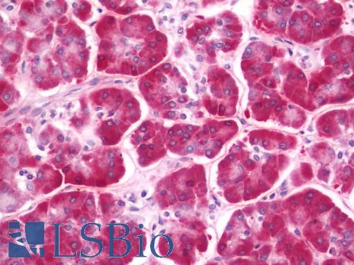 Anti-CLEC12B antibody IHC staining of human pancreas. Immunohistochemistry of formalin-fixed, paraffin-embedded tissue after heat-induced antigen retrieval. Antibody LS-B11313 dilution 1:100.