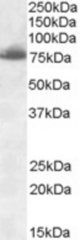 DLL1 antibody (0.3 ug/ml) staining of Rat Heart lysate (35 ug protein/ml in RIPA buffer). Primary incubation was 1 hour. Detected by chemiluminescence.