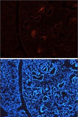 DLL1 in Embryonic Mouse Kidney. DLL1 was detected in immersion fixed frozen sections of embryonic mouse kidney (E13.5) using 10 ug/ml Sheep Anti-Mouse/Rat DLL1 Antigen Affinity-purified Polyclonal Antibody overnight at 4 °C. Tissue was stained with NorthernLights 557-conjugated Anti-Sheep IgG Secondary Antibody (red, upper panel) and counterstained with DAPI (blue, lower panel).