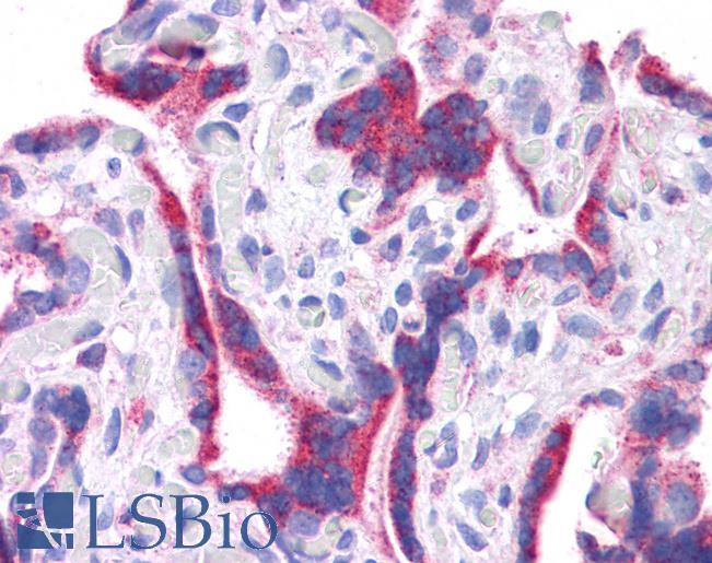 Anti-DLL1 antibody IHC of human placenta. Immunohistochemistry of formalin-fixed, paraffin-embedded tissue after heat-induced antigen retrieval. Antibody LS-B4663 concentration 5 ug/ml.