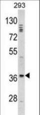Western blot of DLX2 Antibody in 293 cell line lysates (35 ug/lane). DLX2 (arrow) was detected using the purified antibody.