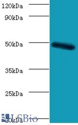 Western blot of C-type lectin domain family 18 member A antibody at 2 ug/ml with mouse stomach tissue.