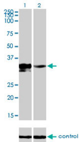 Western blot analysis of DLX3 over-expressed 293 cell line, cotransfected with DLX3 Validated Chimera RNAi (Lane 2) or non-transfected control (Lane 1). Blot probed with DLX3 monoclonal antibody (M01), clone 4F8 . GAPDH ( 36.1 kDa ) used as specificity and loading control.