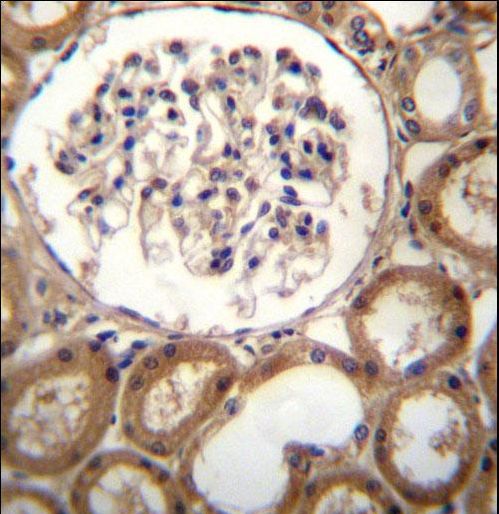 CLEC18A Antibody immunohistochemistry of formalin-fixed and paraffin-embedded human kidney tissue followed by peroxidase-conjugated secondary antibody and DAB staining.