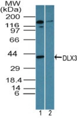 Western blot of DLX3 in NIH 3T3 cell lysates in the 1) absence and 2) presence of immunizing peptide using LS-C148637 at 3 ug/ml. Goat anti-rabbit Ig HRP secondary antibody, and PicoTect ECL substrate solution, were used for this test.