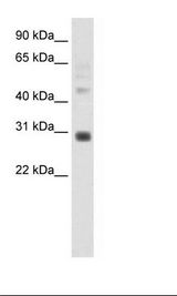 Placenta Lysate