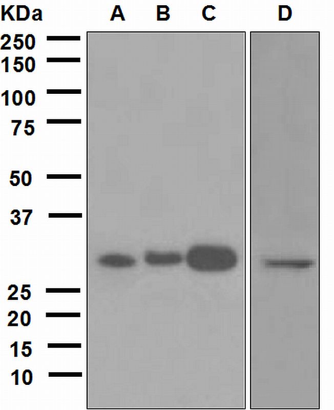 Western blot analysis on (A) C6, (B) Raw264.7, (C) PC-12, and (D) HeLa cell lysates using anti-DLX5 antibody.