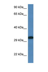 DLX6 antibody LS-C145316 Western blot of Rat Muscle lysate. Antibody concentration 1 ug/ml.