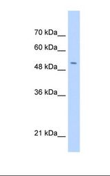 HepG2 cell lysate. Antibody concentration: 0.5 ug/ml. Gel concentration: 12%.