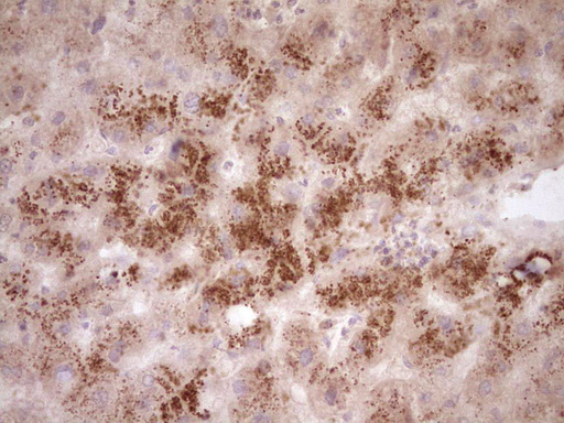 IHC of paraffin-embedded Human liver tissue using anti-SYNM mouse monoclonal antibody. (Heat-induced epitope retrieval by 1 mM EDTA in 10mM Tris, pH8.5, 120°C for 3min).