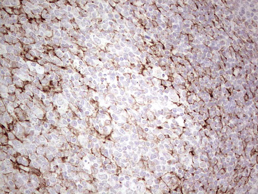 IHC of paraffin-embedded Human tonsil using anti-SYNM mouse monoclonal antibody. (Heat-induced epitope retrieval by 1 mM EDTA in 10mM Tris, pH8.5, 120°C for 3min).