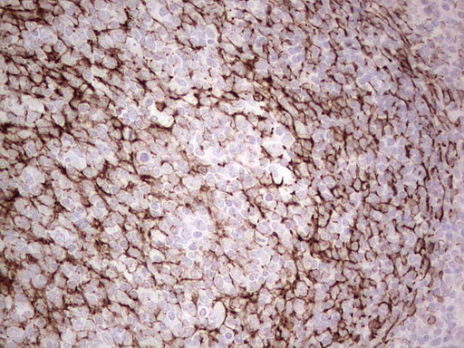 IHC of paraffin-embedded Human tonsil using anti-SYNM mouse monoclonal antibody. (Heat-induced epitope retrieval by 1 mM EDTA in 10mM Tris, pH8.5, 120°C for 3min).